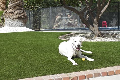 Pet Artificial Grass Installation - Green-R Turf Landscapes