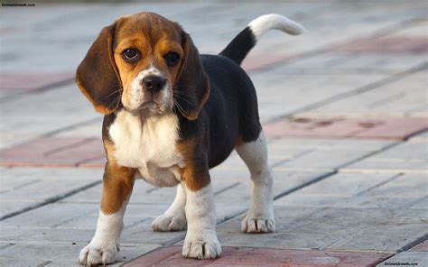 Beagle - Puppies, Rescue, Pictures, Information, Temperament ...