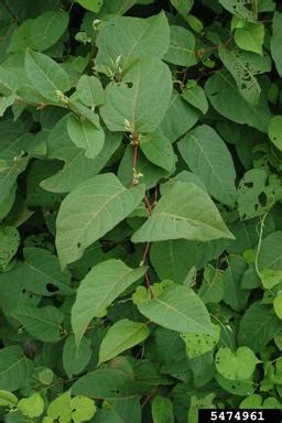 Invasive Knotweed - Tip of the Mitt Watershed Council