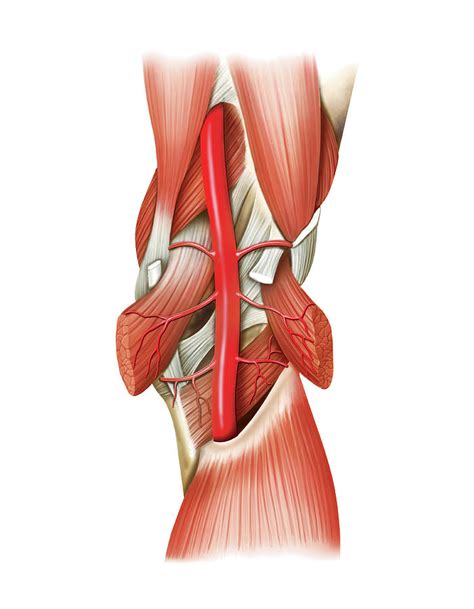 Popliteal Anatomy