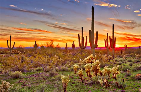 Cacti, birds, and life in the Sonoran Desert - Earth.com