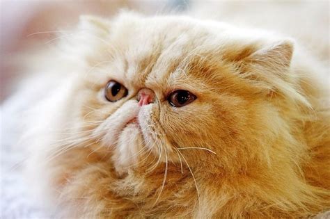 31 Ugly Cats That Are Still Cute | Reader's Digest