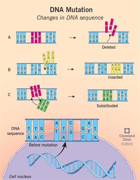 What Are The Five Types Of Gene Mutations - Free Worksheets Printable