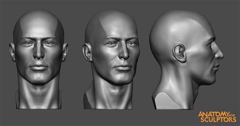 Anatomy for sculptors - ZBrushCentral