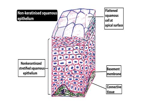 Labelled Diagram Of A Human Cheek Cell