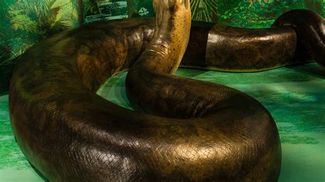 World's largest snake at natural history museum