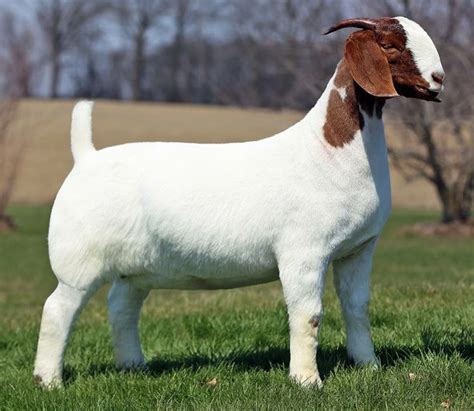 An introduction to goat breeds – Artofit