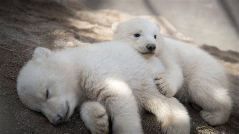 First baby photos of Columbus Zoo polar bear cubs | WBMA