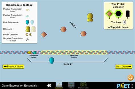 Gene Expression | A General Biology and Molecular & Cell Biology Resource