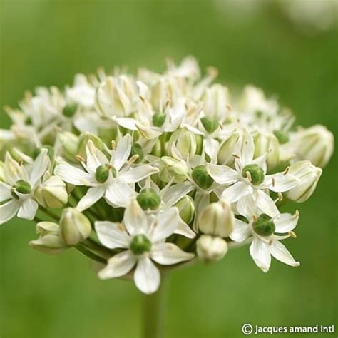 Allium nigrum – Garden Wildlife