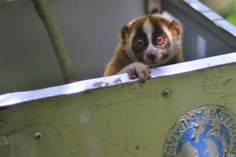 The Slow Loris, The Primate With A Surprisingly Deadly Venom