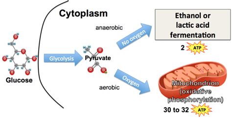 AEROBIC AND ANAEROBIC RESPIRATION - EKUL EDUCATION