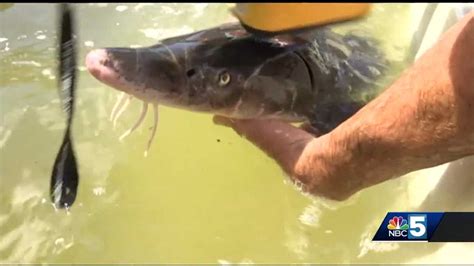 Endangered fish species draws attention of Vermont researchers