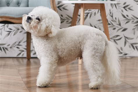 Bichon Frise: Dog Breed Characteristics & Care