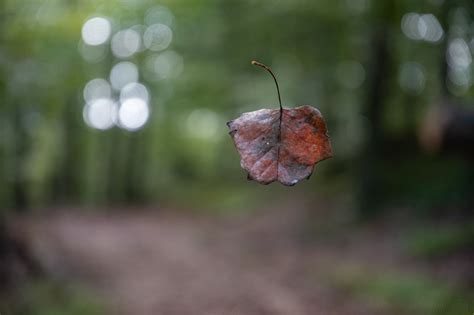 Captured Falling Leaves — Todd Henson Photography