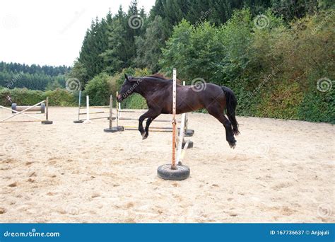 Horse Jumping Free without Rider. Horse Training with Fun Stock Image ...