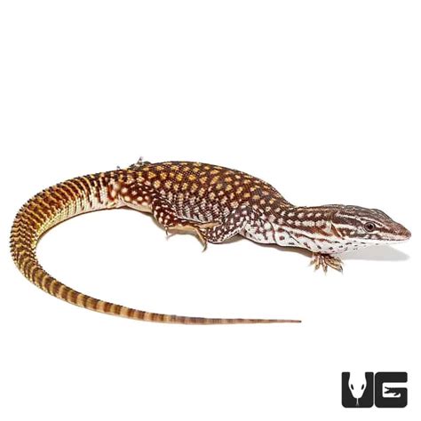 Baby Red Ackie Monitor - Underground Reptiles