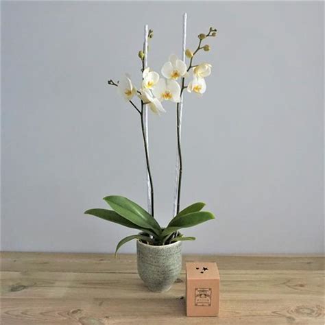 The Orchid Gift Set