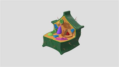 Plant Cell - 3D model by ewebbers [11df465] - Sketchfab