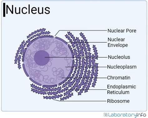 16+ Diagram Of Nucleus - AwesRashee