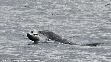 Rise of the KILLER DOLPHINS: 'Alarming' rise in fatal attacks on ...