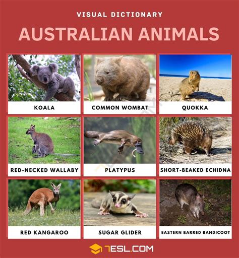 List of Australian Animals in English with Pictures • 7ESL