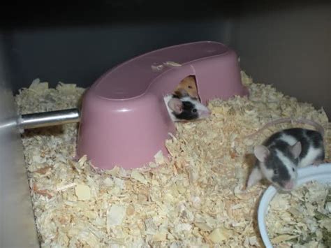 Mice Breeding Setup