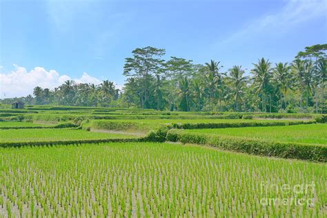 Padi Field Bali Photograph by J J