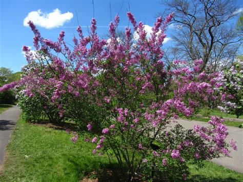 ‘Lilac Sunday’ Rouen Lilac - Arnold Arboretum | Arnold Arboretum