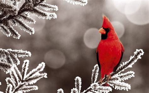 Red Cardinal Bird Wallpapers - Top Free Red Cardinal Bird Backgrounds ...