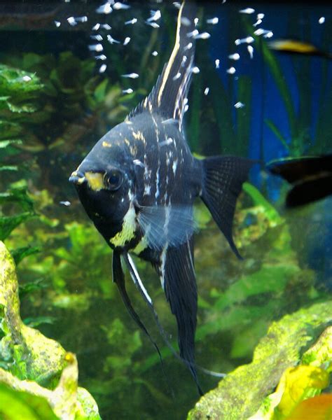 10 Step guide to Breeding Angelfish? - Fishkeeping.info