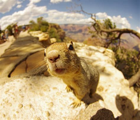 Squirrel at Grand Canyon National Park : Animaux : Grand Canyon ...