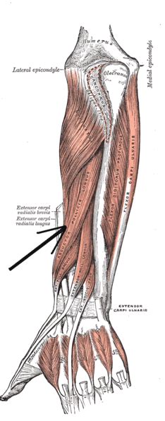 Abductor Pollicis Longus - Physiopedia