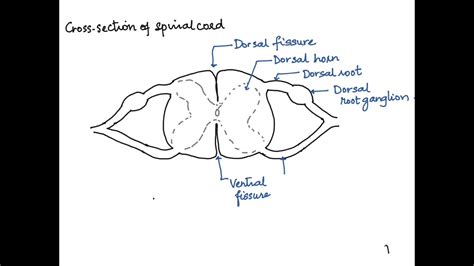 Spinal Cord Cross Section Diagram Spinal Cord Cross