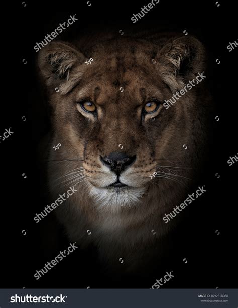 15,313 Close up lion face Images, Stock Photos & Vectors | Shutterstock