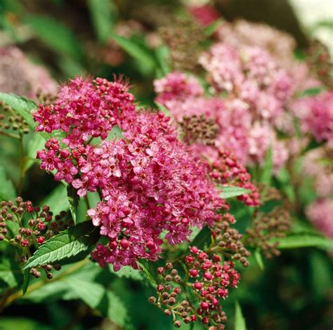 The 13 Best Summer-Blooming Shrubs for Your Garden | Better Homes & Gardens