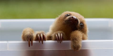 Baby two-toed sloth - Susan Shain