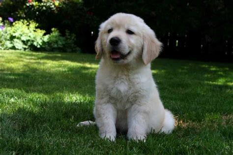 Free Golden Retriever Puppies Near Me | PETSIDI