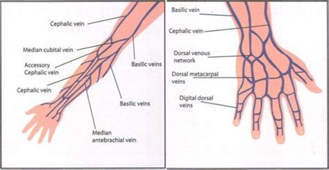 Iv Injection Sites Diagram Arm Angles Of Administration Of I