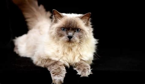 The Ragdoll Himalayan Mix Personality - Ragdollcare