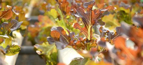 Best Winter Garden Vegetables To Grow In The Cold - Hydrobuilder ...