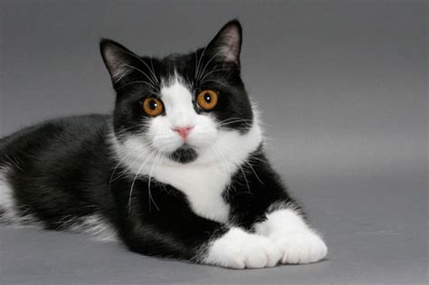 20+ Black and White Cat Breeds with a Variety of Coat Patterns | Pets ...