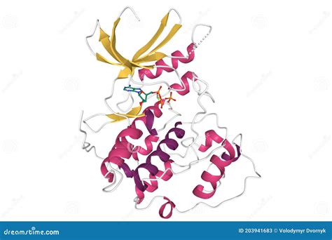 Human Cyclin-dependent Kinase 2 Complexed with an ATP Molecule, 3D ...