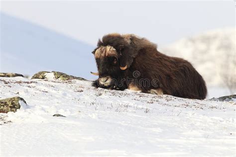 Wild Musk Ox in Winter, Mountains in Norway, Dovrefjell National Park ...