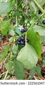 378 Blackberry Nightshade Royalty-Free Images, Stock Photos & Pictures ...