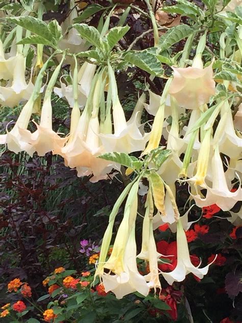 Angel Trumpet tree closeup... I LOVE this awesome plant. So beautiful ...