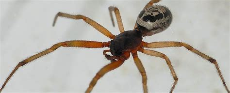 giant house spider bite uk - Yawn Logbook Photo Exhibition