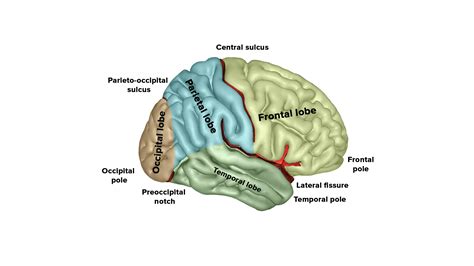 What are the four lobes of the brain?