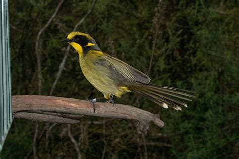 Helmeted Honeyeaters - Friends of the Helmeted Honeyeater Inc