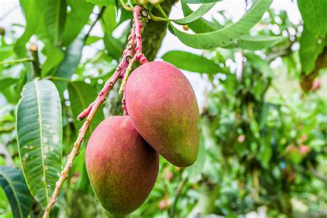 How to Grow Mango Trees